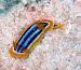 Chromodoris elizabethina mCIMG7691