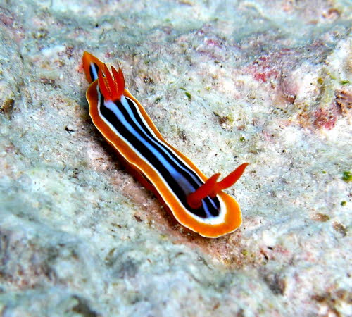 Chromodoris elizabethina yCIMG5228