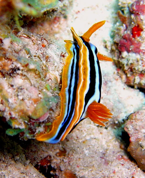 Chromodoris elizabethina yCIMG5234