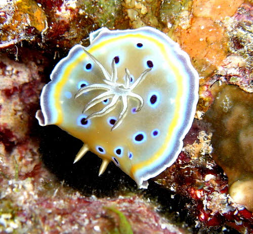 Chromodoris geminus  aCIMG0040