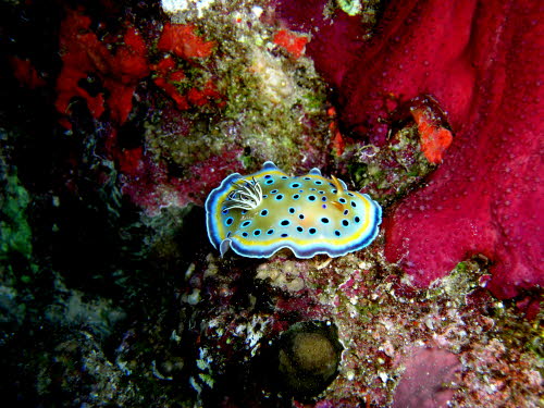 Chromodoris geminus 0409-1 (178)
