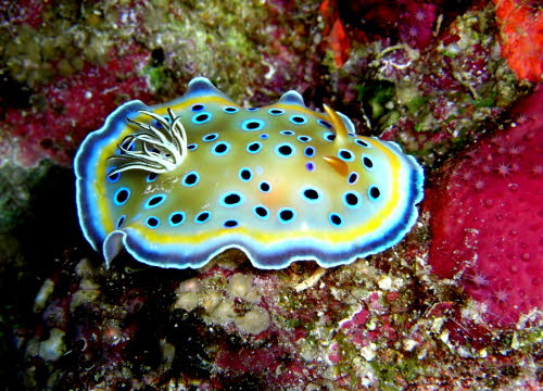 Chromodoris geminus 0409-1 (4)