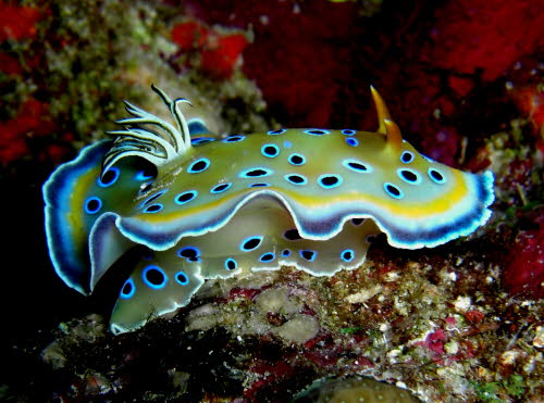 Chromodoris geminus 0409-1 (5)