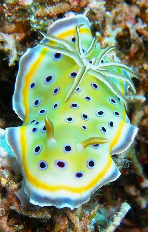 Chromodoris geminus aCIMG9389