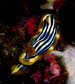 Chromodoris magnifa 0409-1 (9)