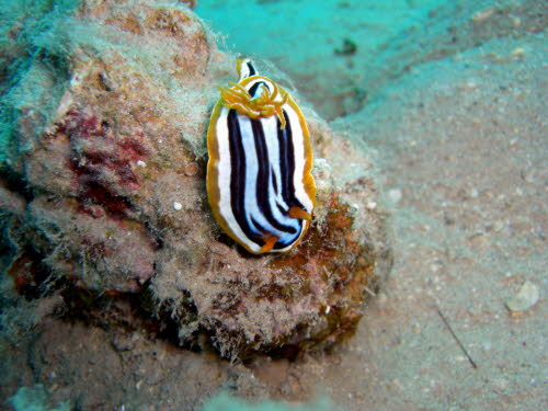Chromodoris magnifa Bildx (164)