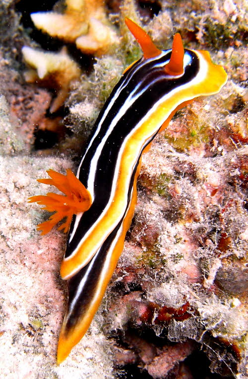 Chromodoris magnifica CIMG9634