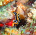 Chromodoris magnifica aCIMG8950