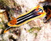 Chromodoris magnifica gCIMG9637