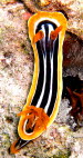 Chromodoris magnifica gCIMG9640