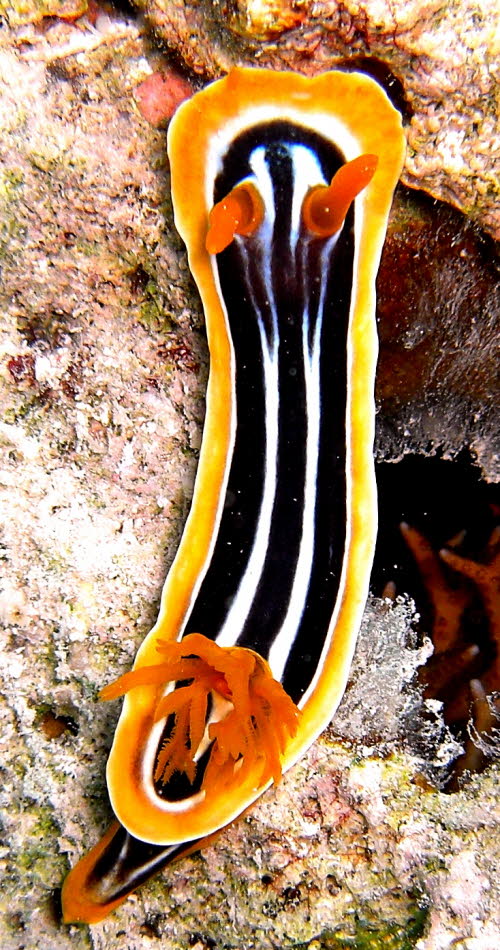 Chromodoris magnifica gCIMG9640