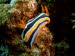 Chromodoris quadricolor (2177)