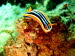 Chromodoris quadricolor (2566)