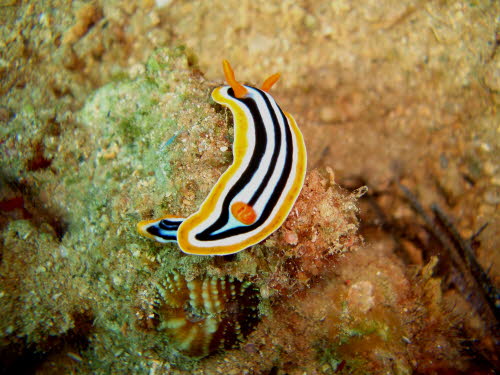Chromodoris quadricolor (2567)
