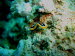 Chromodoris quadricolor (3125)