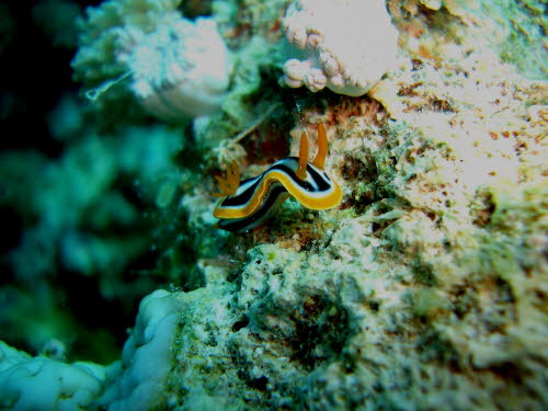 Chromodoris quadricolor (3125)