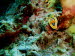 Chromodoris quadricolor (3278)