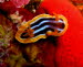 Chromodoris quadricolor (4347)
