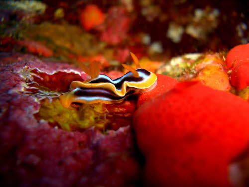 Chromodoris quadricolor (4348)