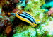 Chromodoris quadricolor (442)