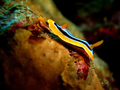 Chromodoris quadricolor (4537)