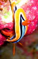 Chromodoris quadricolor  yCIMG5213