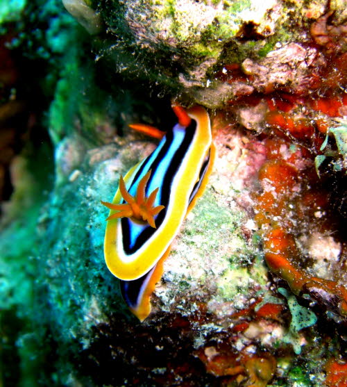 Chromodoris quadricolor 0709-1 (51)