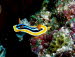 Chromodoris quadricolor a(67)