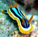 Chromodoris quadricolor aCIMG0644