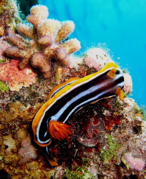 Chromodoris quadricolor aCIMG0727