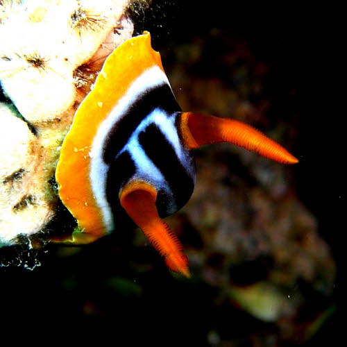 Chromodoris quadricolor aCIMG0730