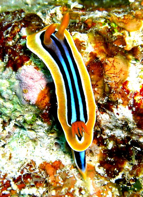 Chromodoris quadricolor aCIMG7274