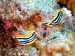 Chromodoris quadricolor aCIMG9011