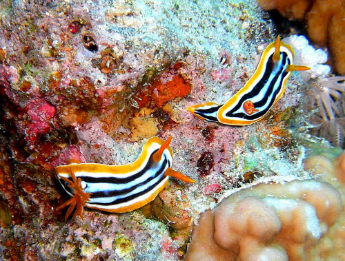 Chromodoris quadricolor aCIMG9011
