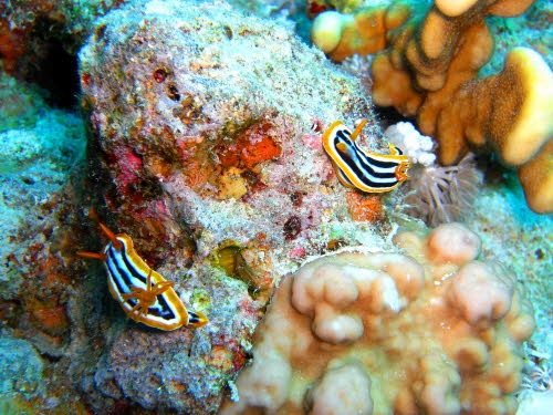 Chromodoris quadricolor aCIMG9329