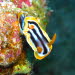 Chromodoris quadricolor aCIMG9373