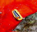Chromodoris quadricolor aaCIMG0693