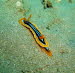 Chromodoris quadricolor abCIMG0745