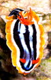 Chromodoris quadricolor gCIMG9490