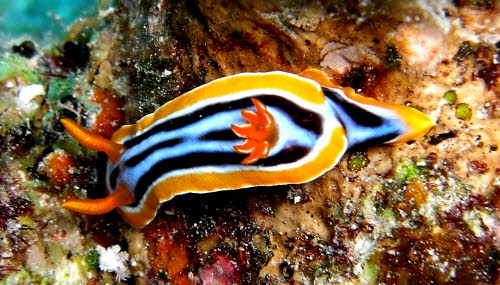 Chromodoris strigata evtl qCIMG3065