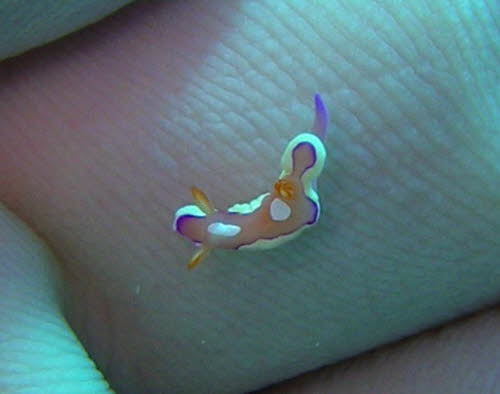 Durvilledoris pusilla xxxP3280357