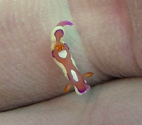 Durvilledoris pusilla xxxP3280369