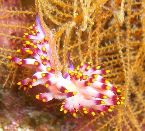 Flabellina exoptata aCIMG7362