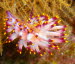 Flabellina exoptata aCIMG7364 (2)