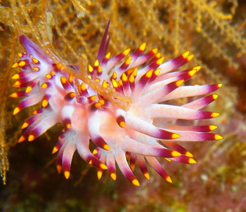 Flabellina exoptata aCIMG7364 (2)