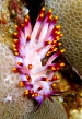 Flabellina exoptata aCIMG7374