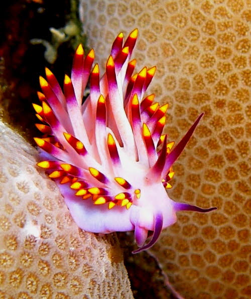 Flabellina exoptata aCIMG7377