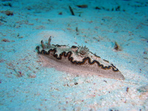 Glossodiris sp 15 ArchivBild (1944)