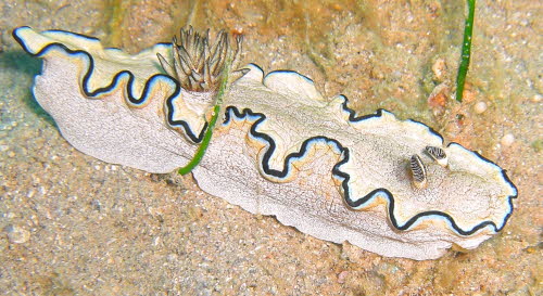 Glossodoris atromarginata aCIMG6857