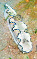 Glossodoris atromarginata aCIMG6859